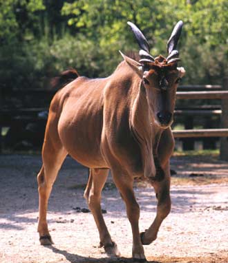 Parco Zoo di Punta Verde Lignano